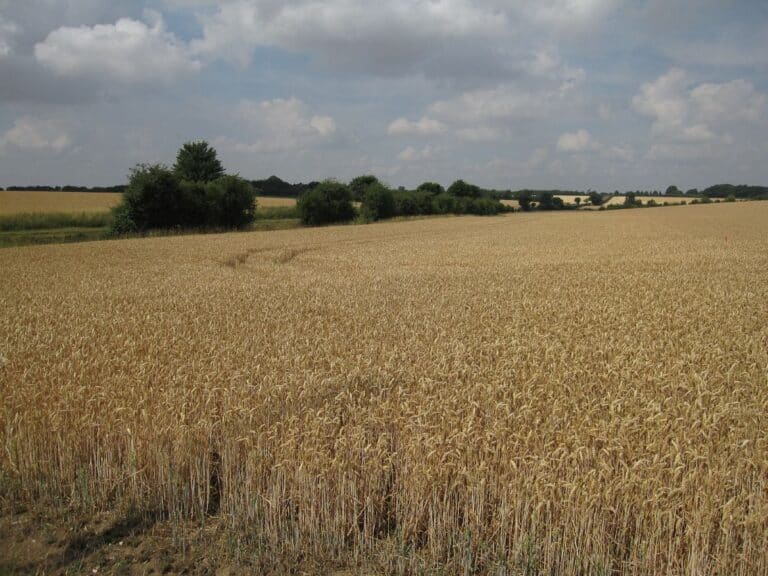 Wheat field off Balsham Lane geograph.org .uk 2155974